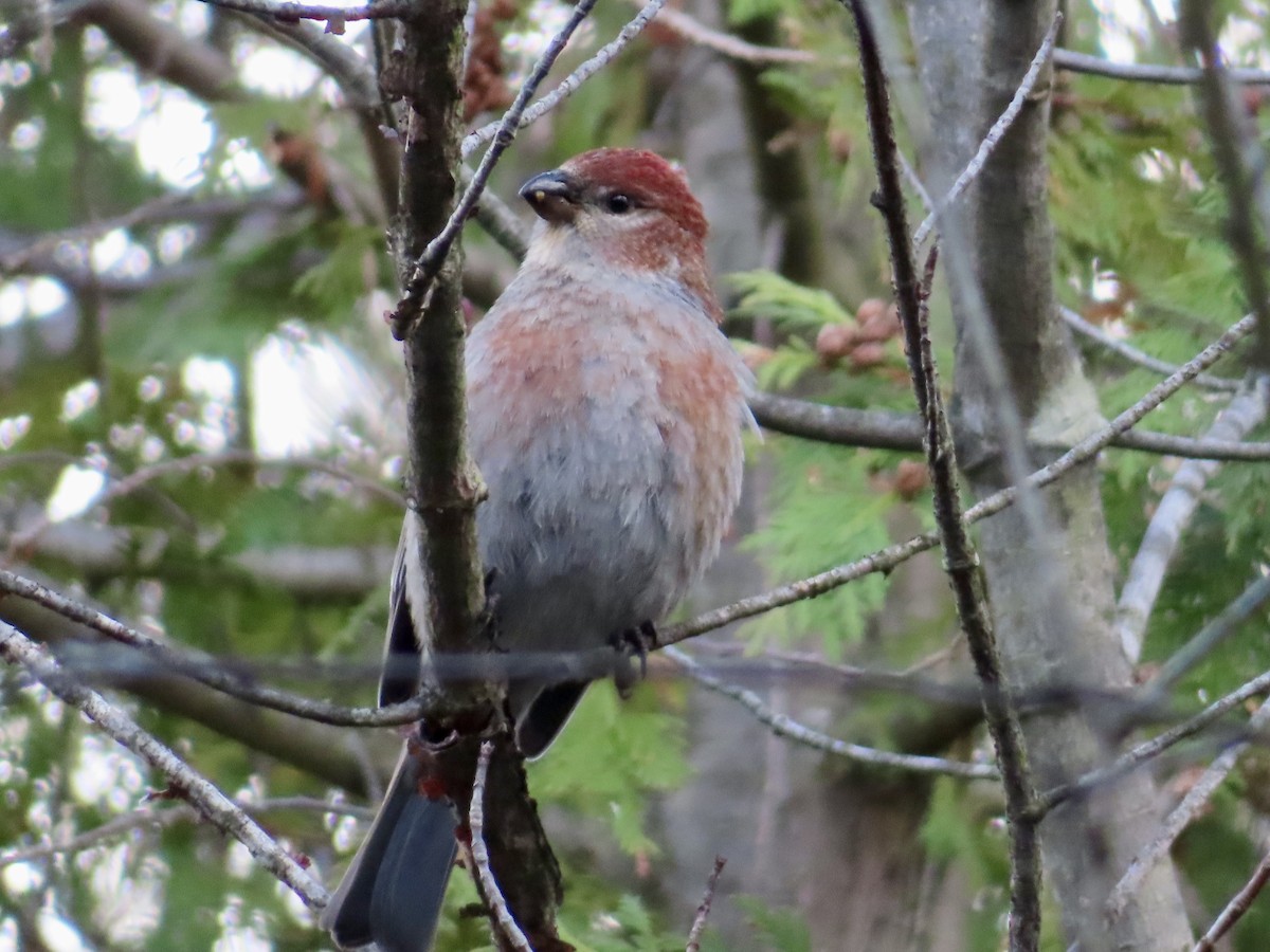 Hakengimpel - ML645168430