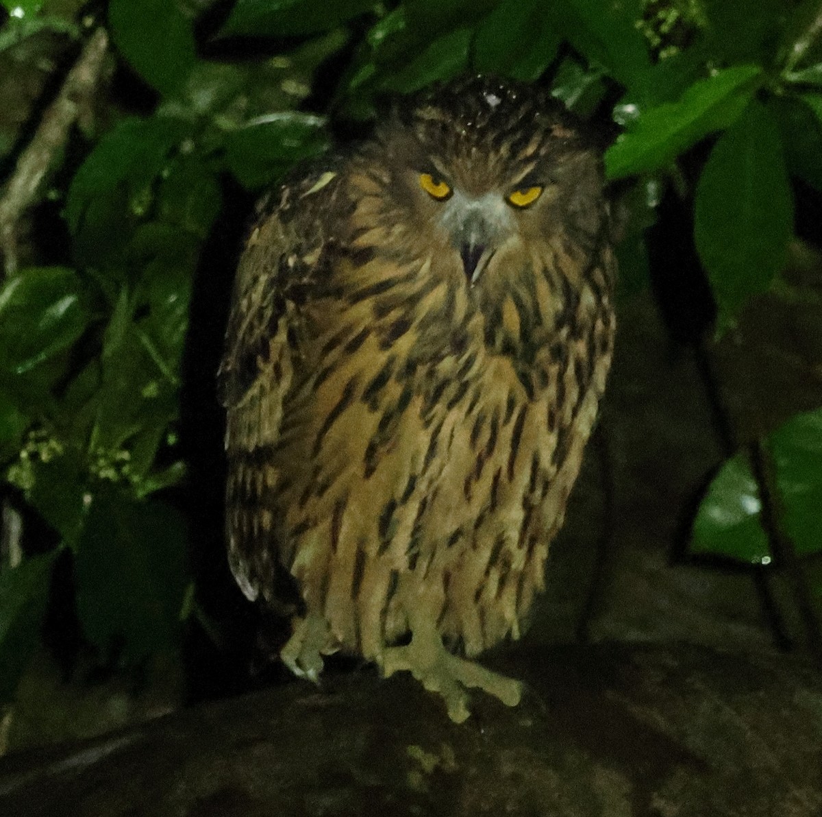 Hontz arrantzale gorrizta - ML645168432