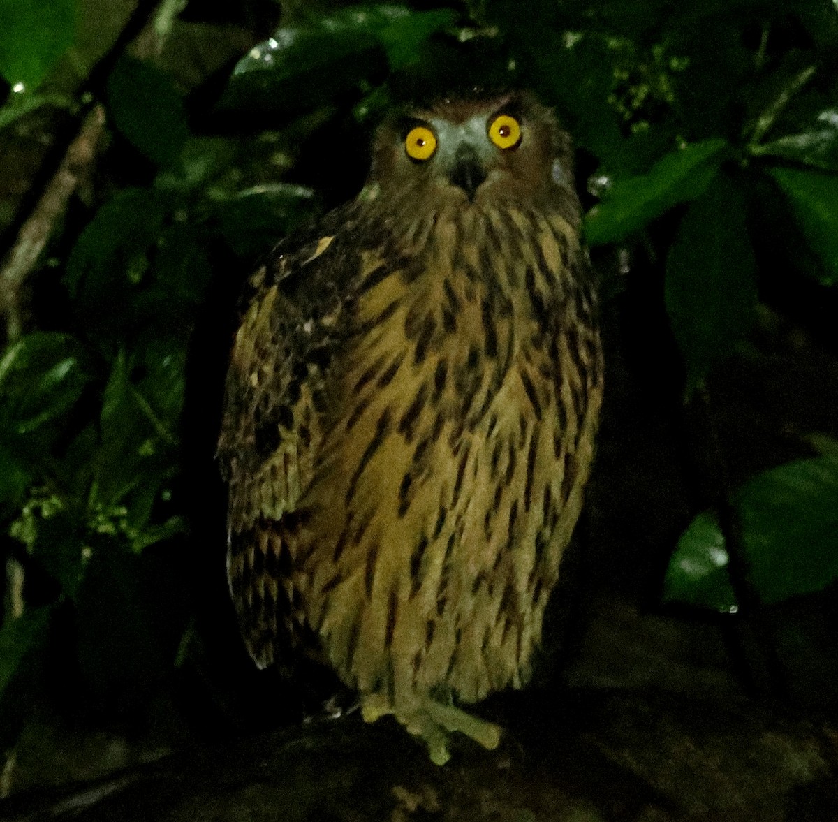 Hontz arrantzale gorrizta - ML645168433