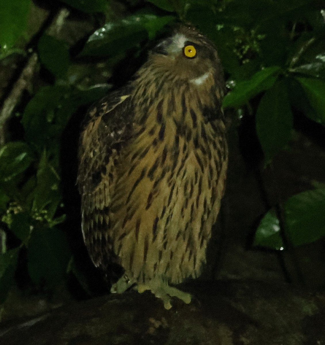 Hontz arrantzale gorrizta - ML645168443