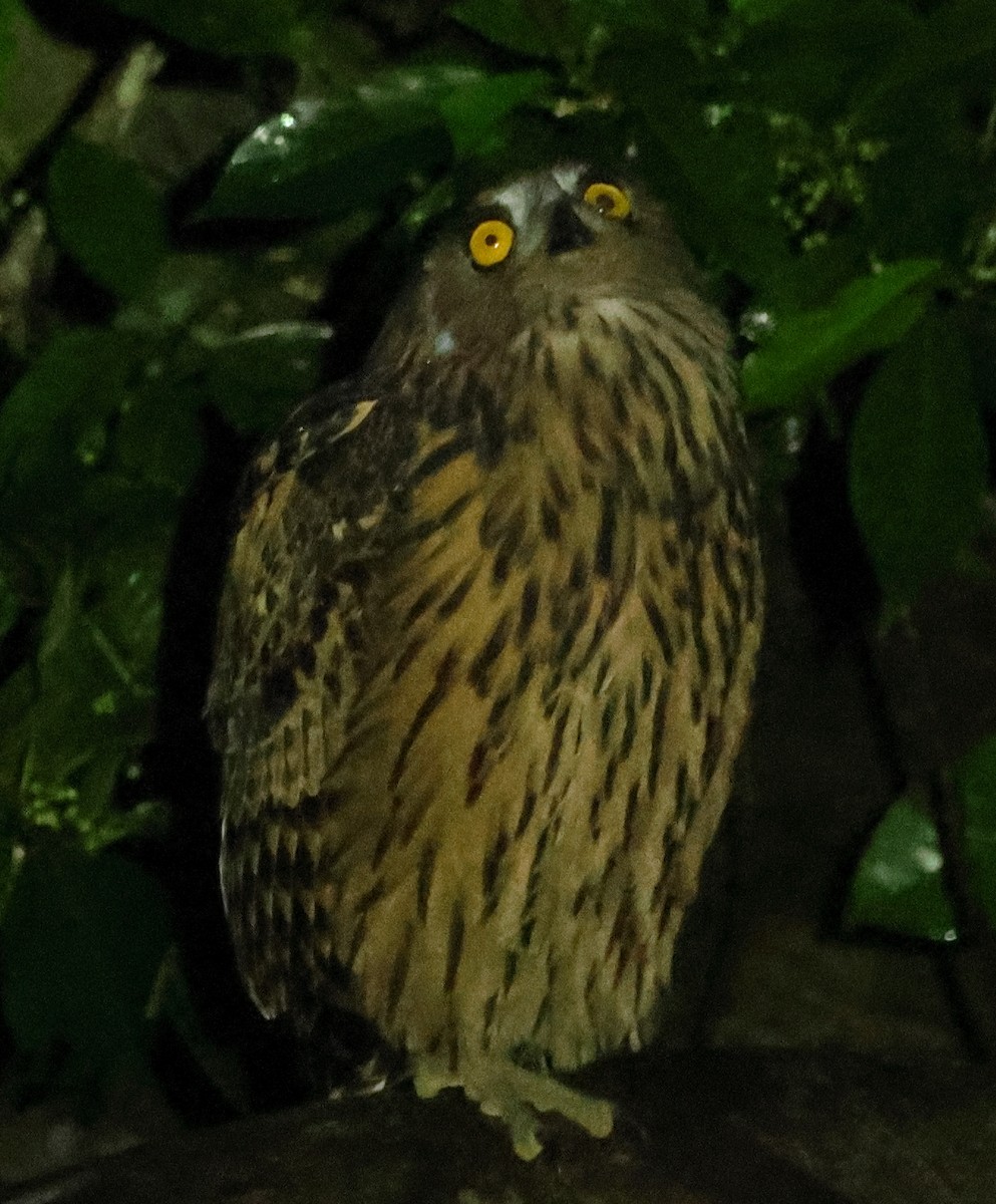 Hontz arrantzale gorrizta - ML645168444