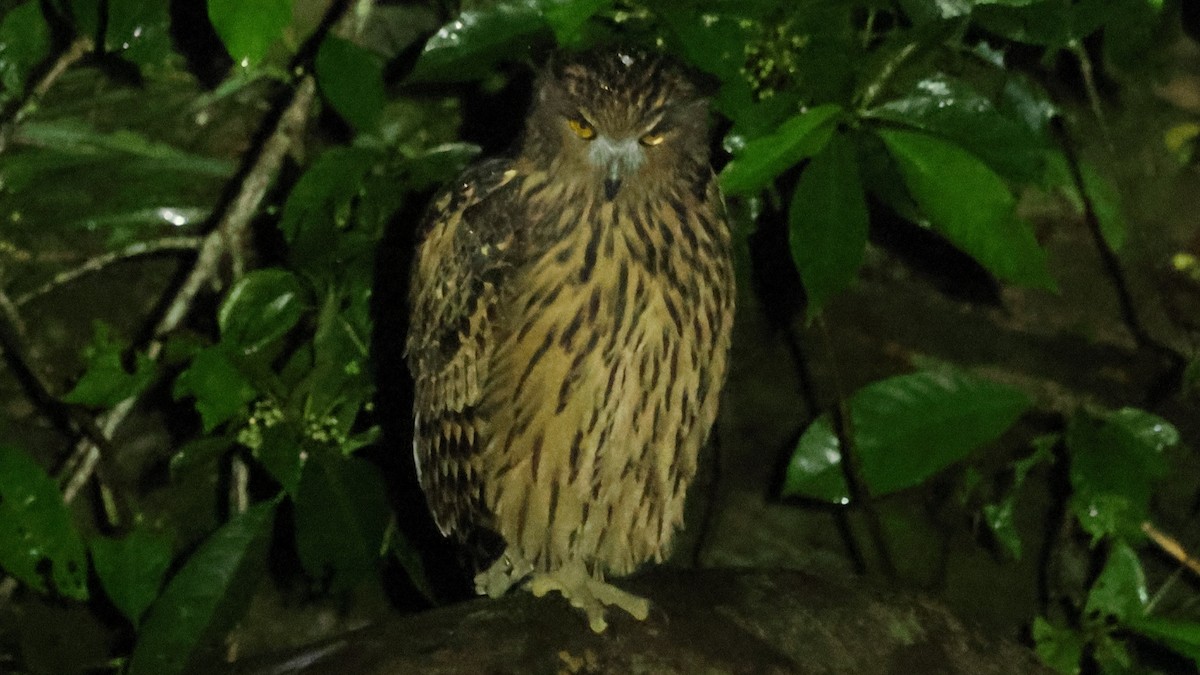 Hontz arrantzale gorrizta - ML645168446