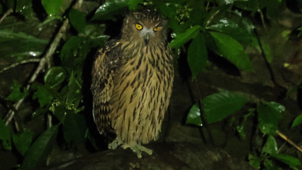 Hontz arrantzale gorrizta - ML645168447