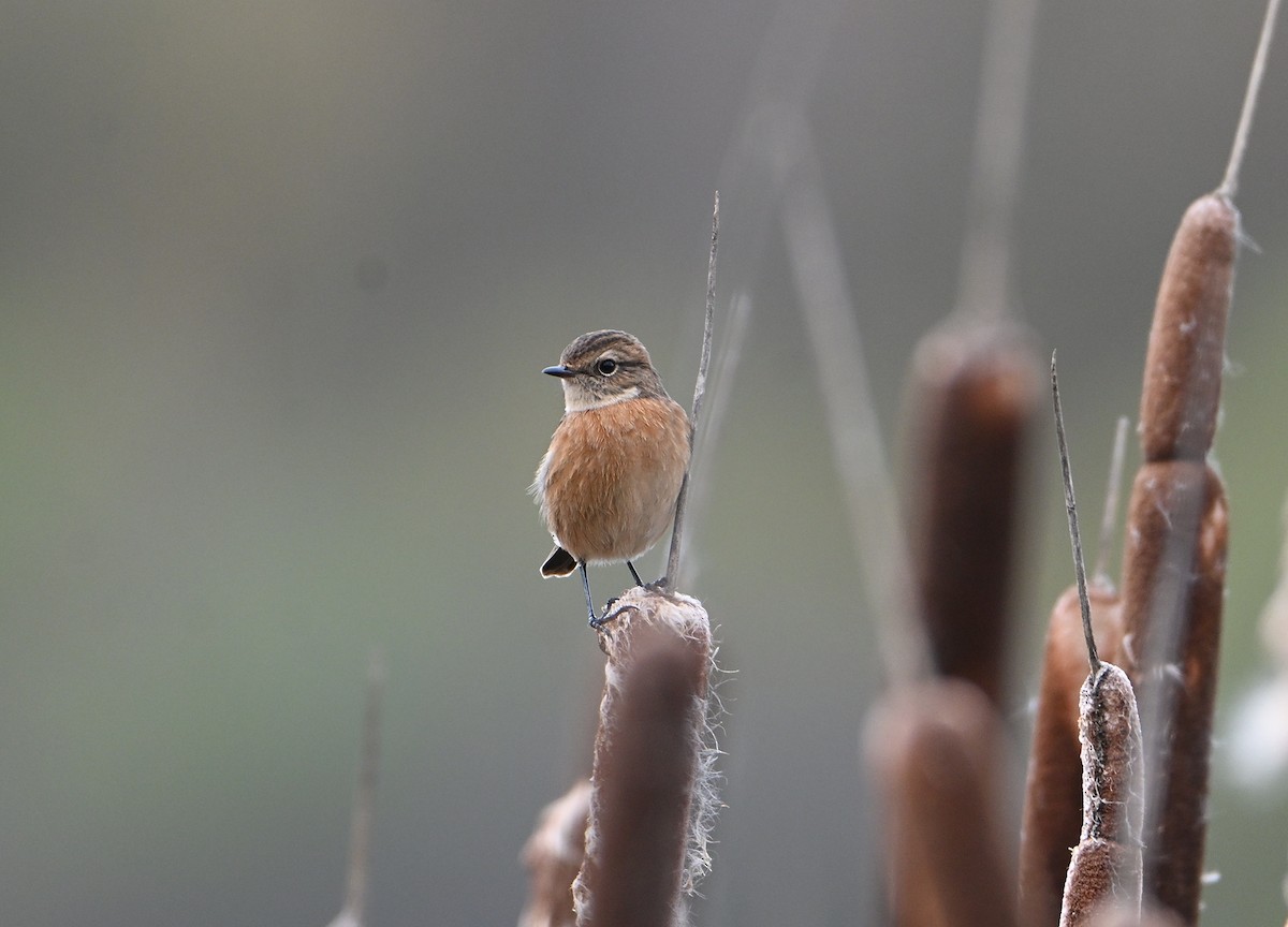 Трав'янка чорноголова - ML645168450