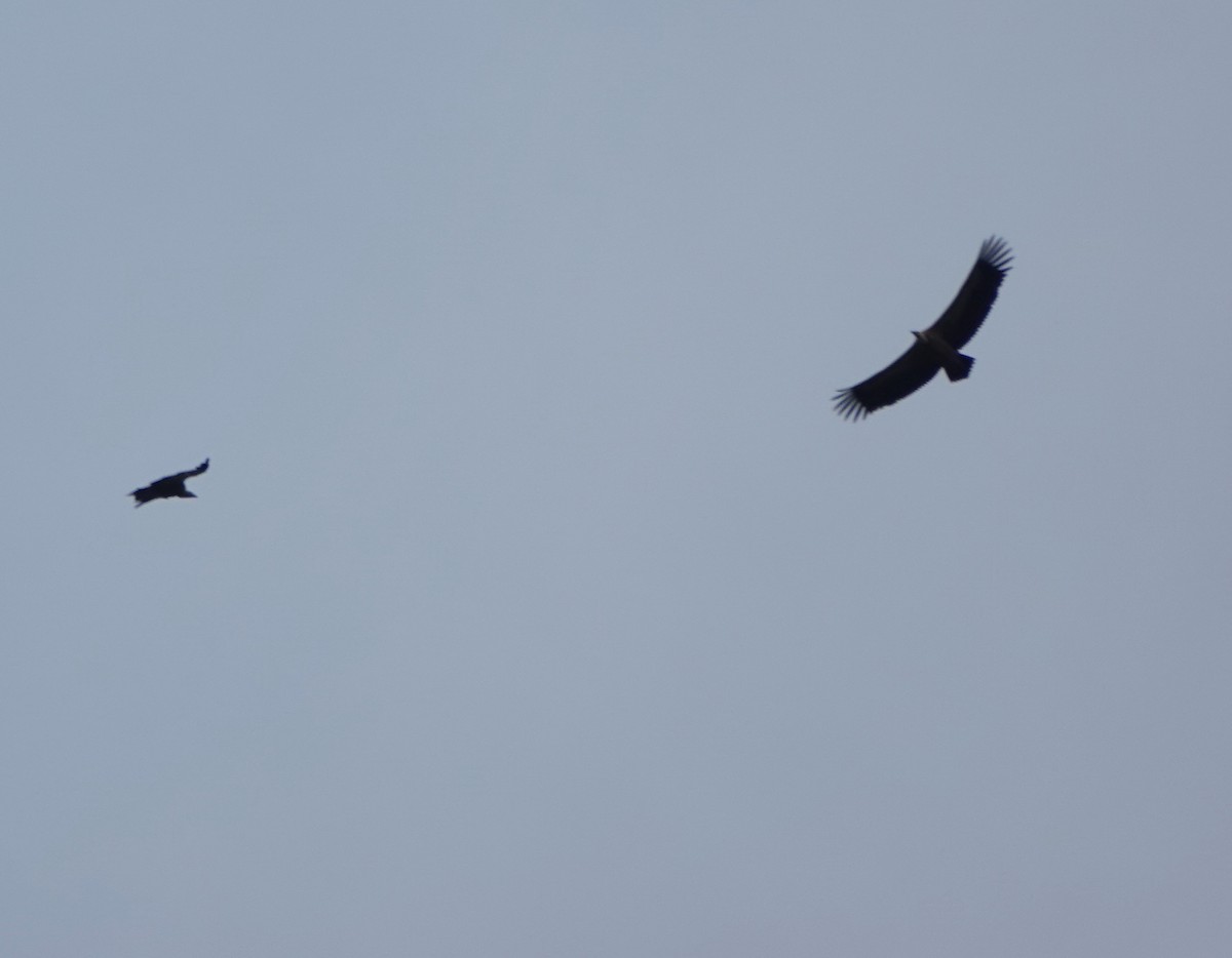 sup hnědý - ML645168453