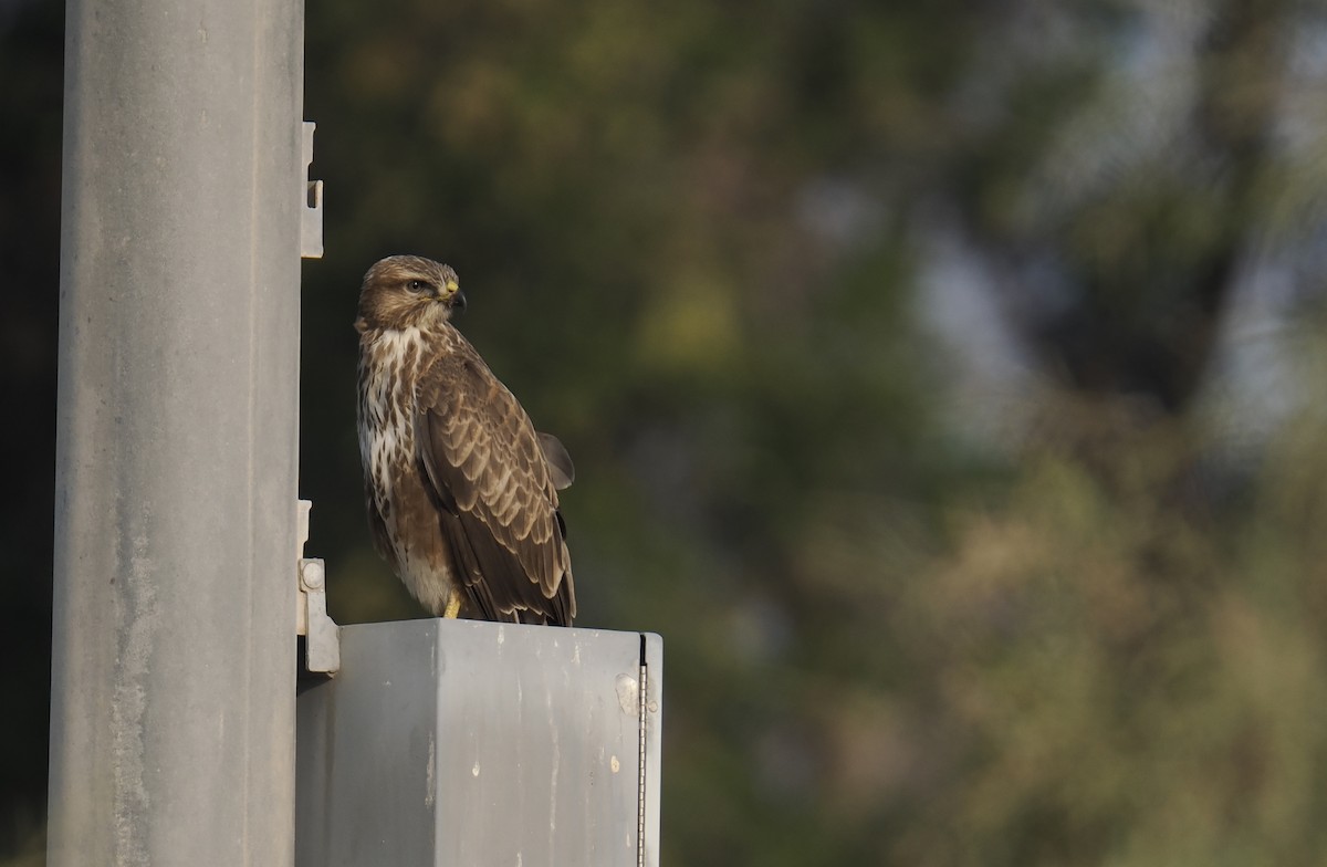 Курганник - ML645168459