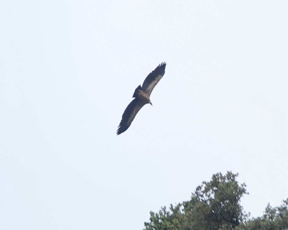 Eurasian Griffon - ML645168461