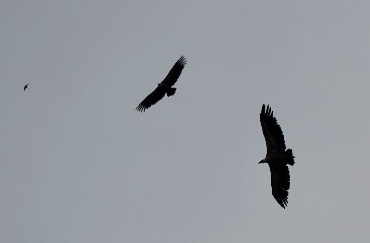 Eurasian Griffon - ML645168462