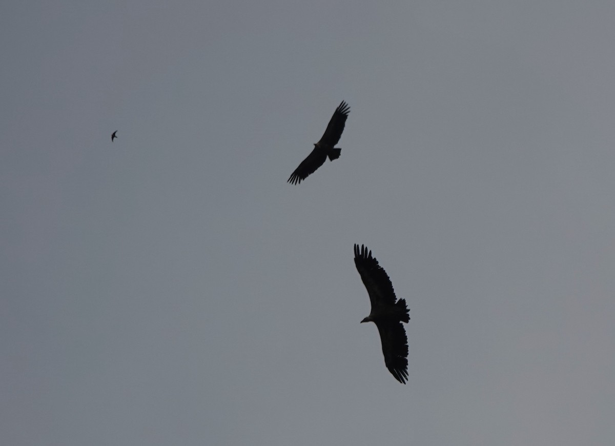 Eurasian Griffon - ML645168463