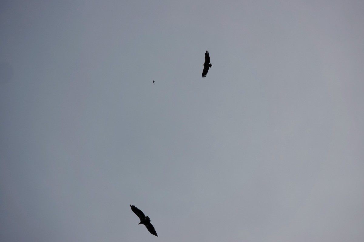 Eurasian Griffon - ML645168464