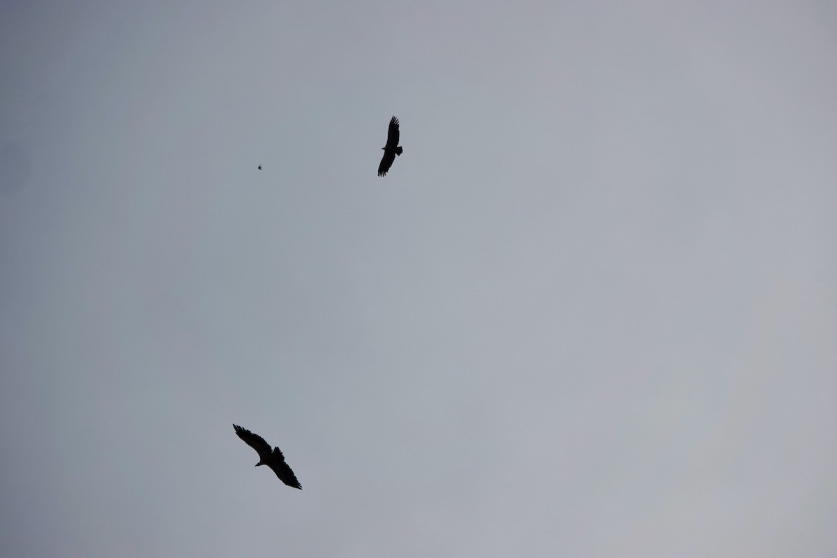 Eurasian Griffon - ML645168465