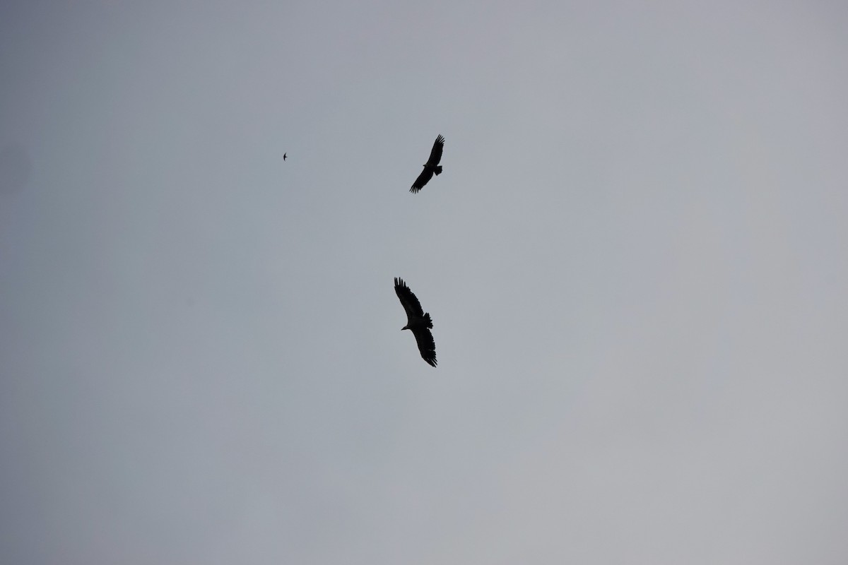 Eurasian Griffon - ML645168466