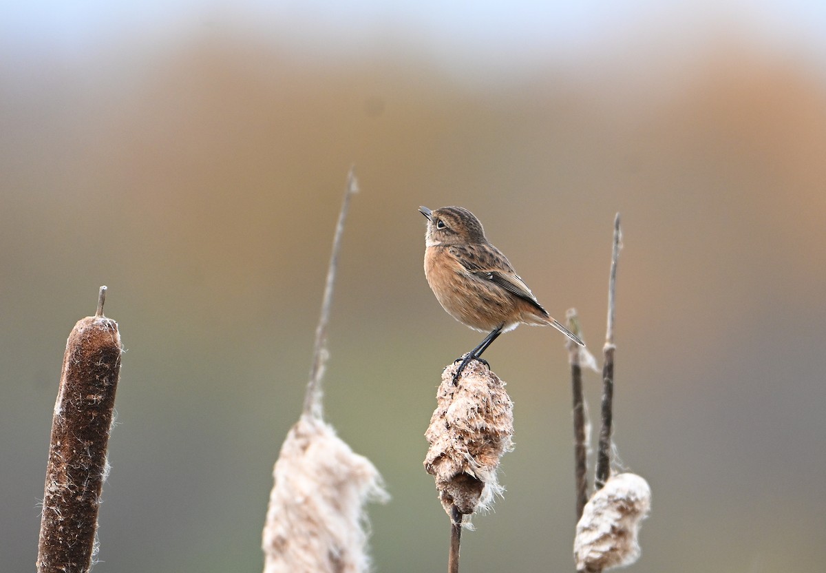 Трав'янка чорноголова - ML645168507