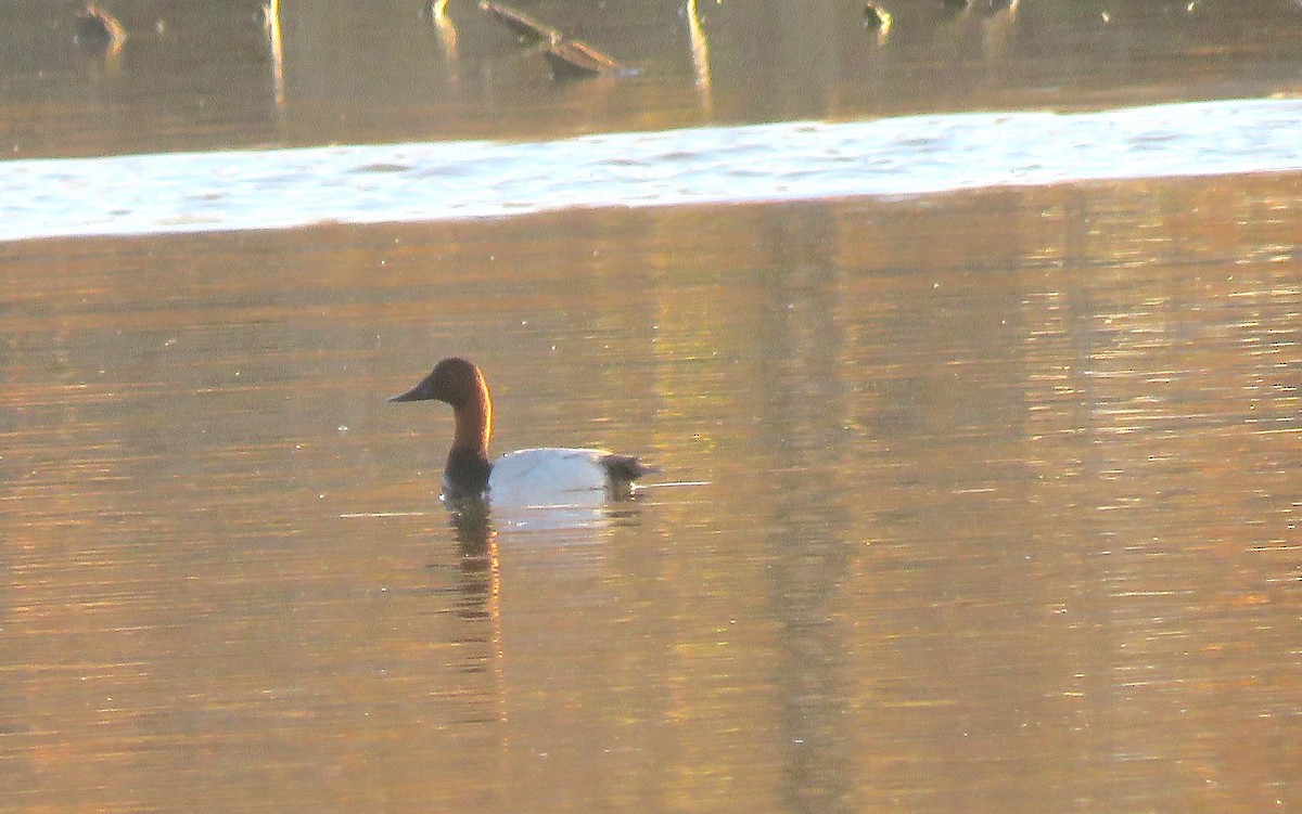 Murgilari bizkarzuria - ML645168508