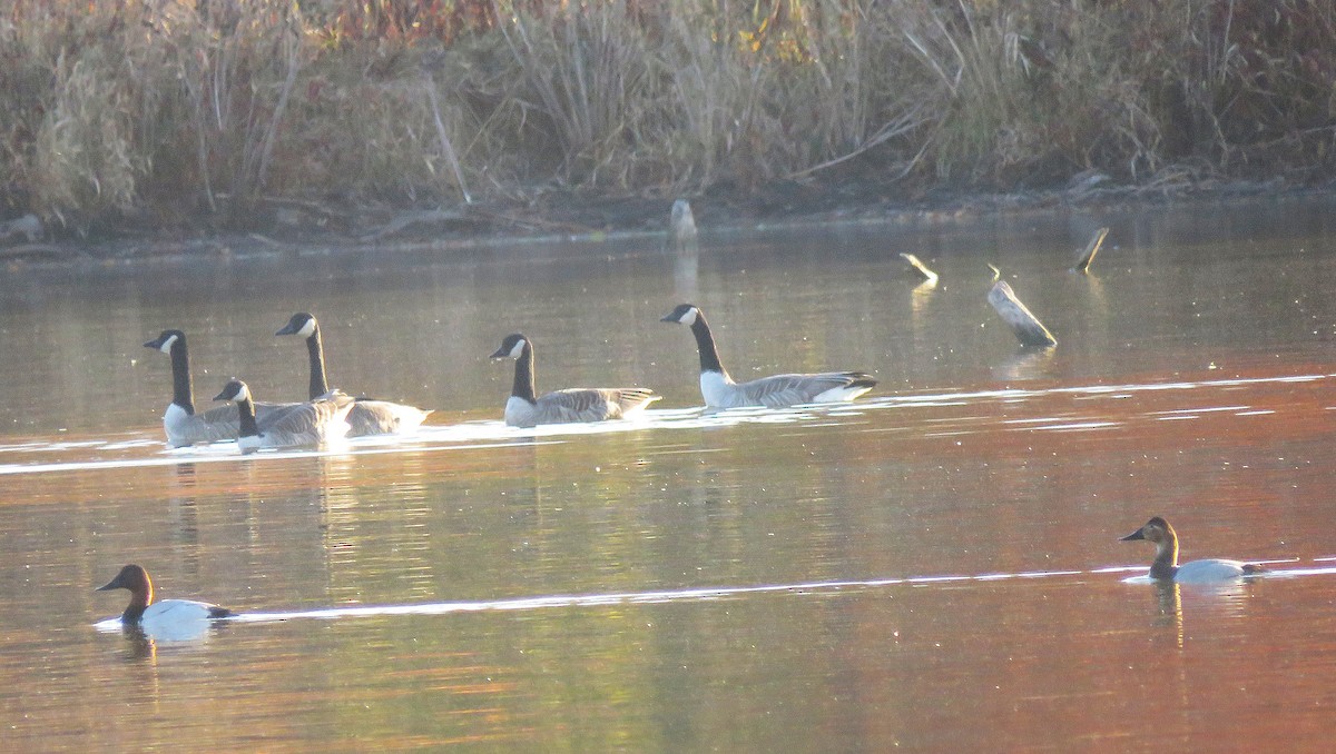 Murgilari bizkarzuria - ML645168510