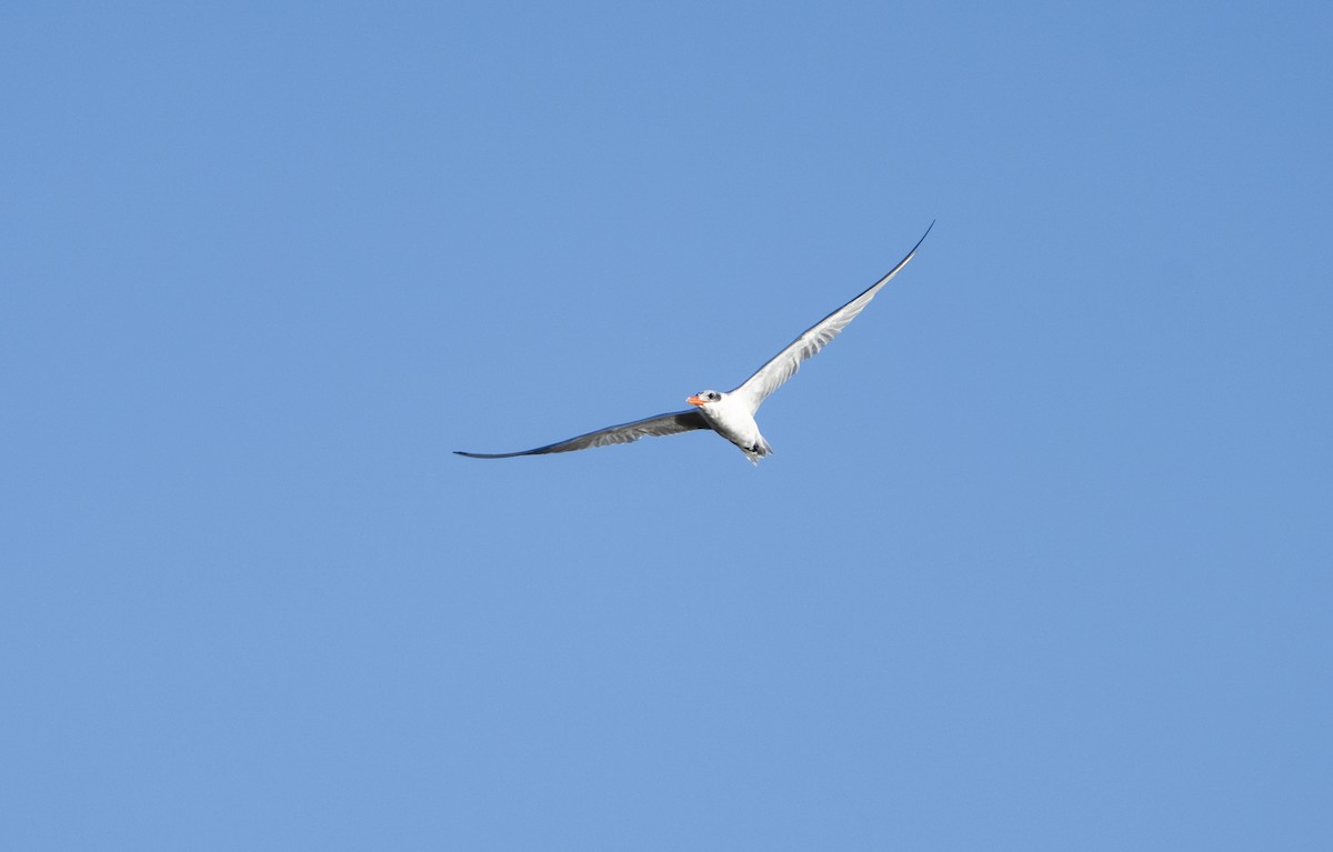 Hazar Sumrusu - ML645168537