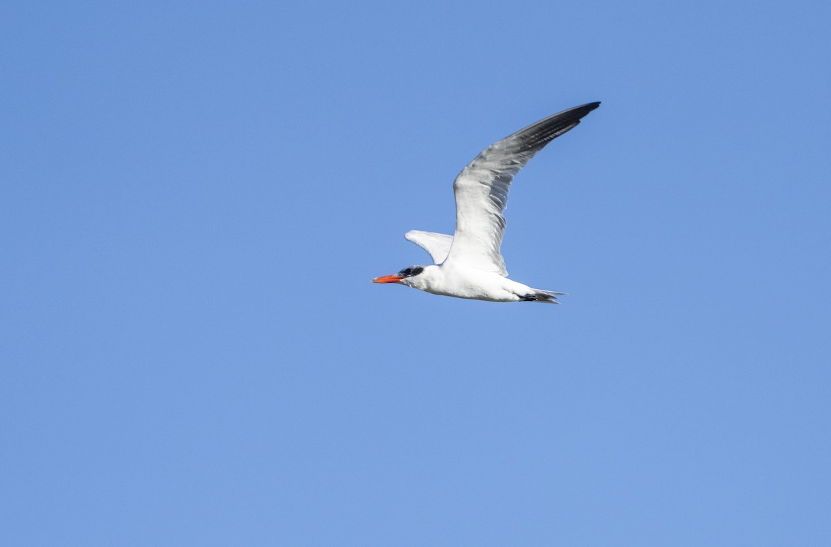 Hazar Sumrusu - ML645168540