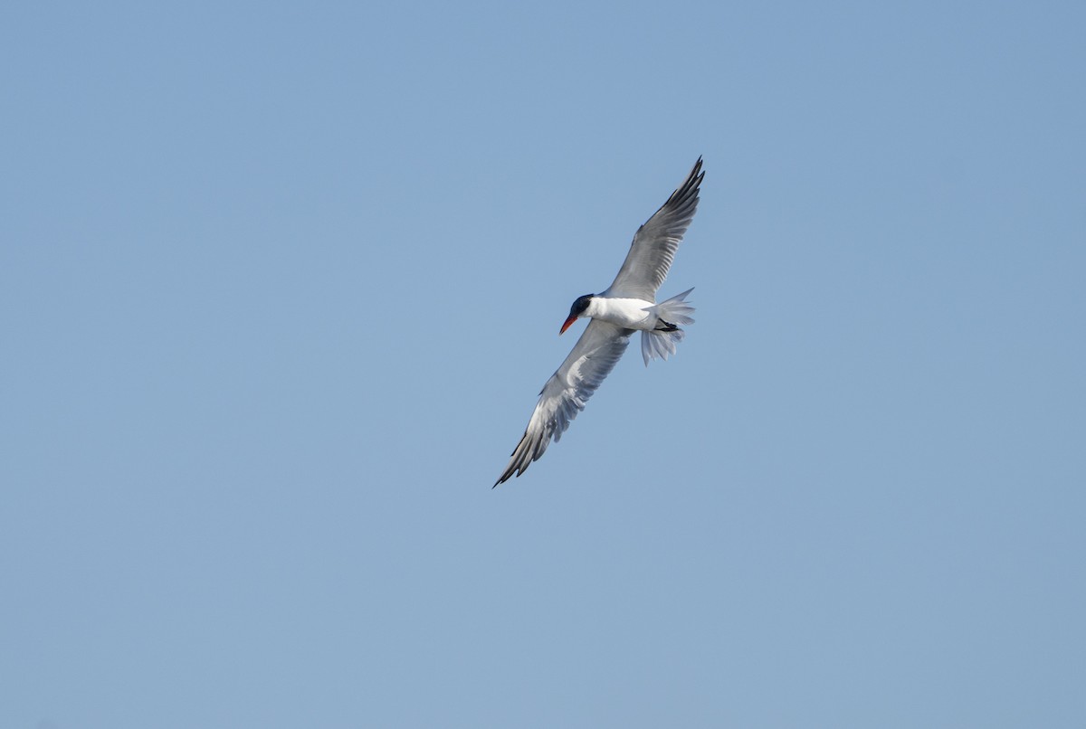 Hazar Sumrusu - ML645168542