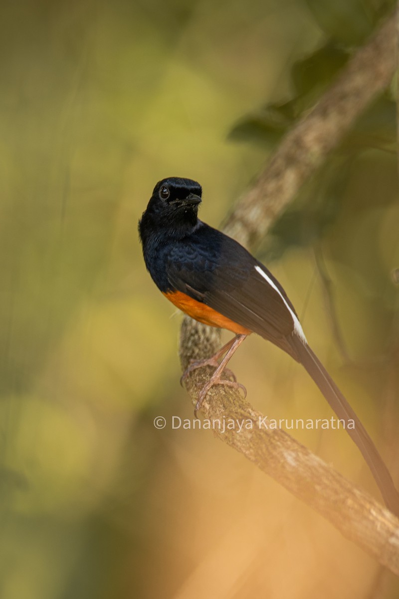 Shama de Ceylan - ML645168564