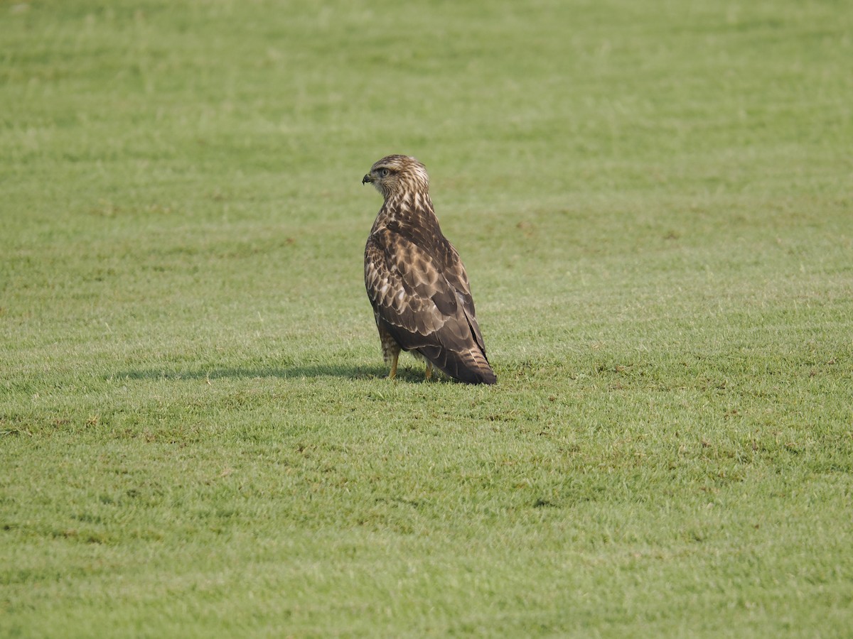 Курганник - ML645168585