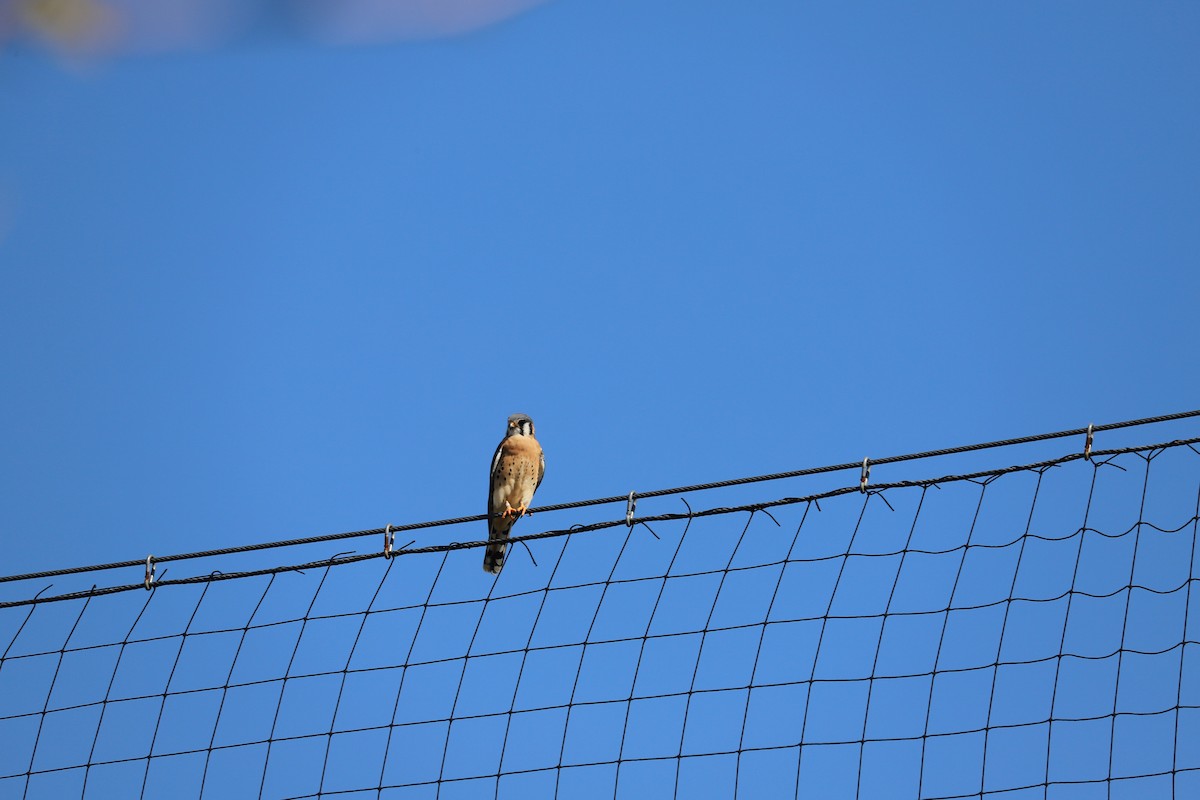 American Kestrel - ML645168591