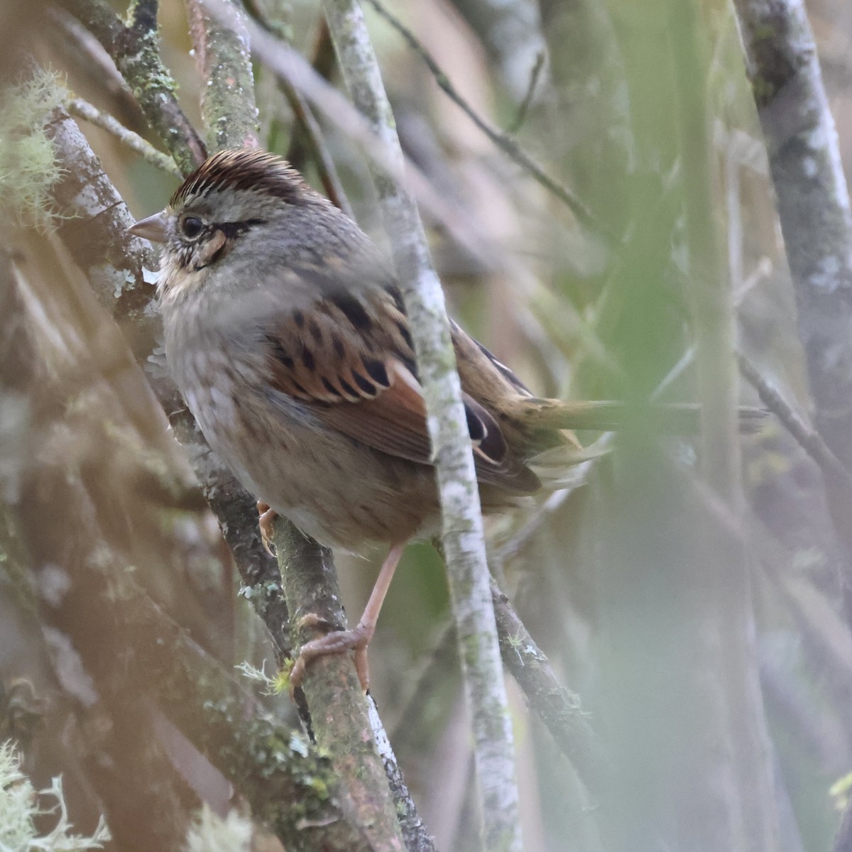 Swamp Sparrow - ML645168610