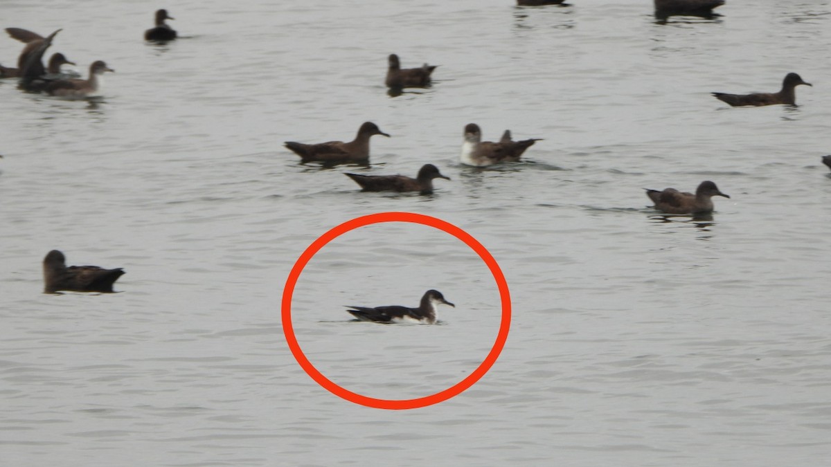 Manx Shearwater - ML645168618