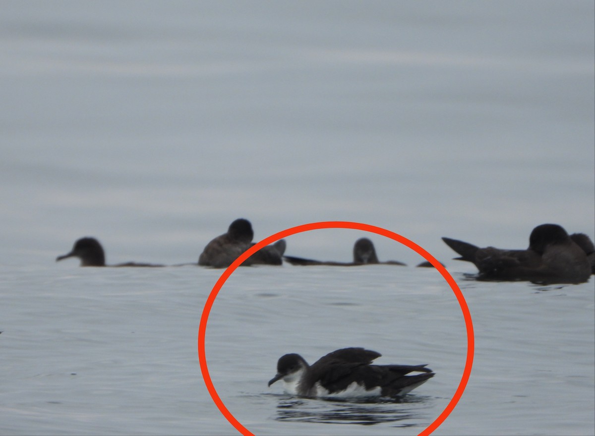 Manx Shearwater - ML645168619