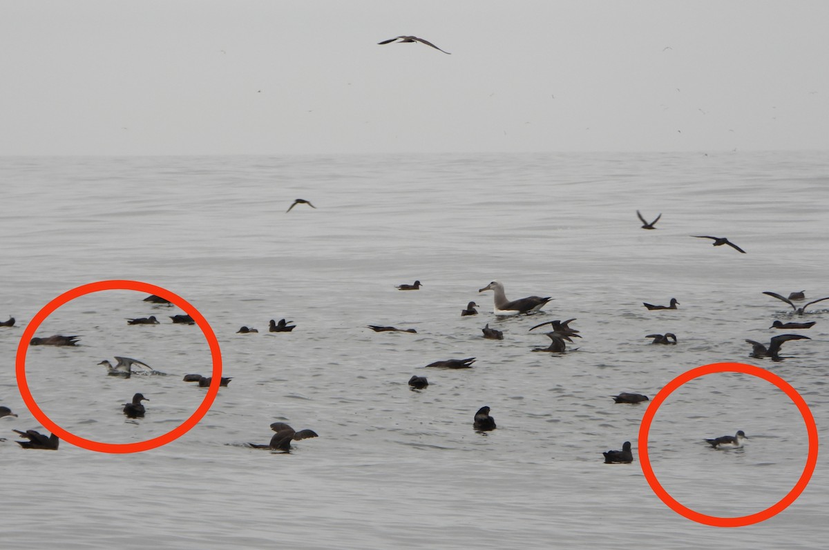 Manx Shearwater - ML645168620