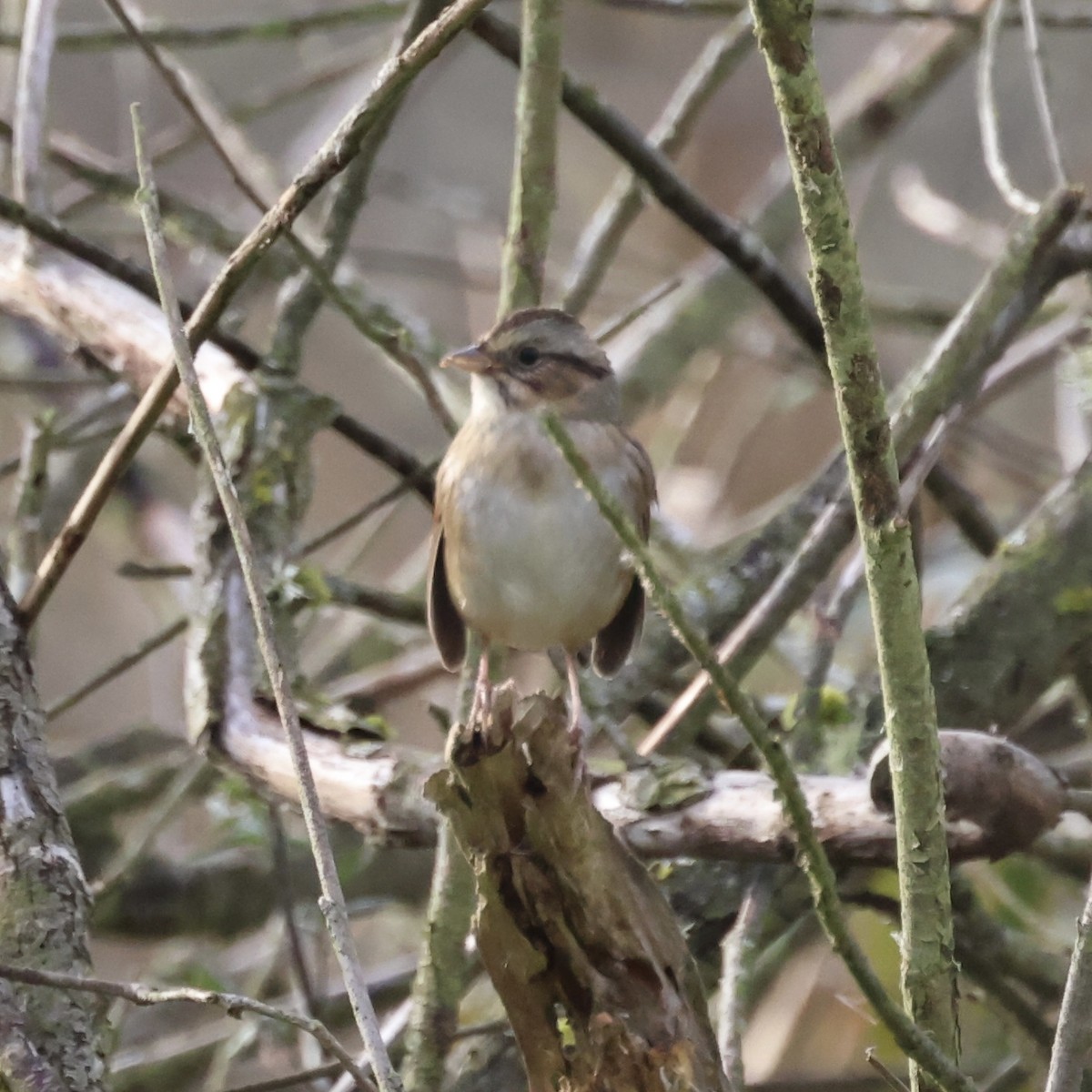 Swamp Sparrow - ML645168623