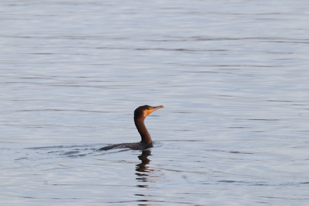 Great Cormorant - ML645168632
