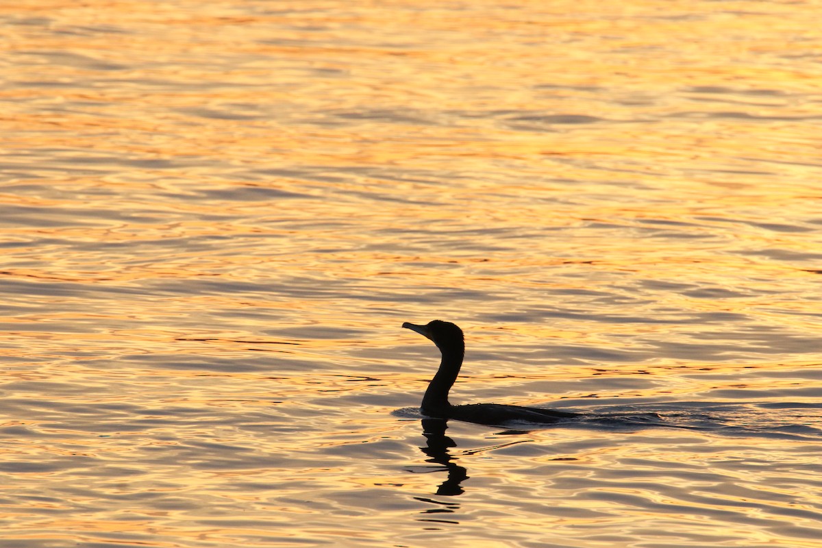 Great Cormorant - ML645168633