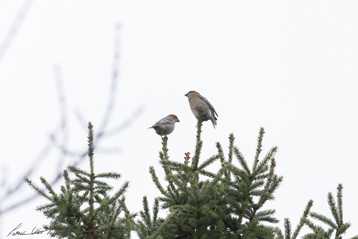 Hakengimpel - ML645168645