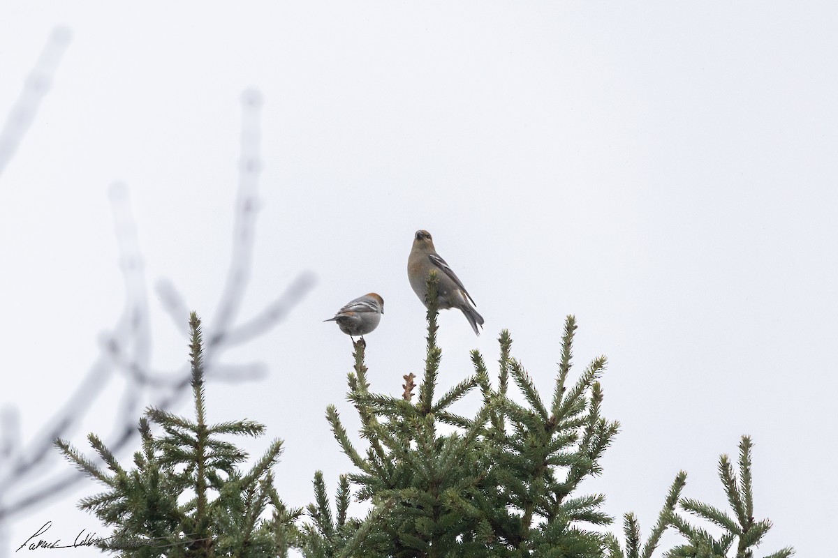 Hakengimpel - ML645168646