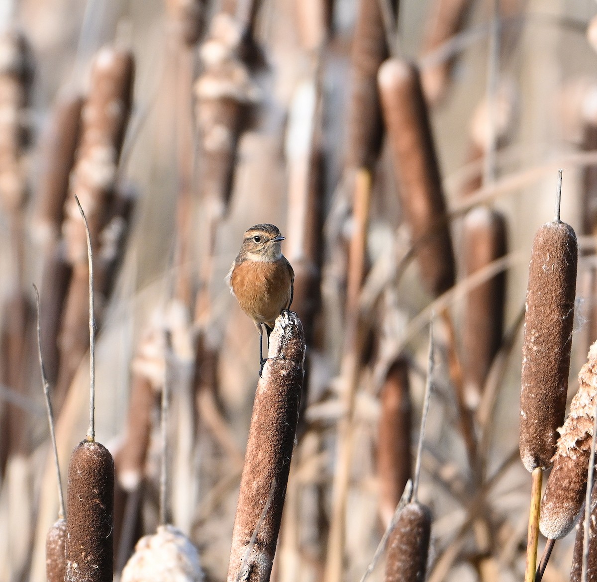 Трав'янка чорноголова - ML645168650