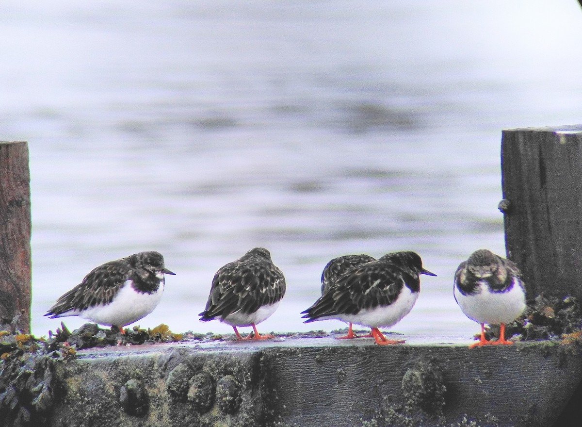 キョウジョシギ - ML645168654