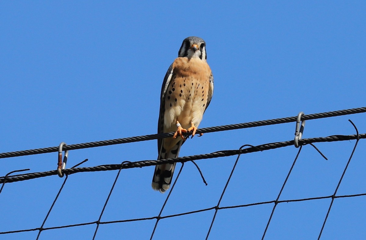 American Kestrel - ML645168666