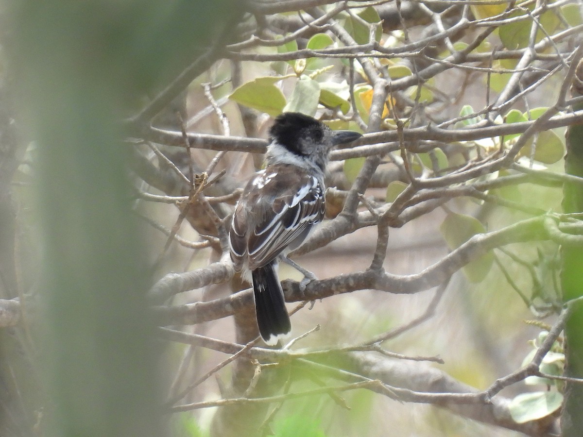 Marañon Antshrike - ML645168694