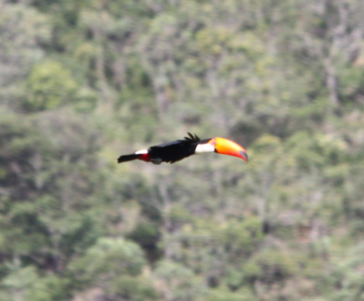 オニオオハシ - ML645168737