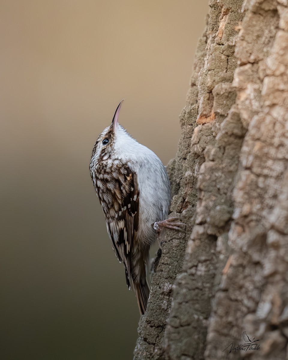 Brown Creeper - ML645168739