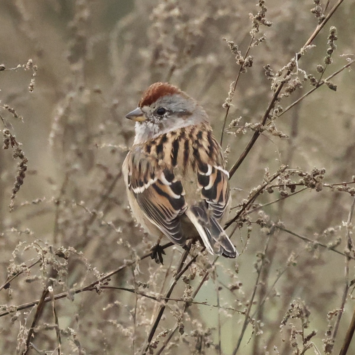 American Tree Sparrow - ML645168747