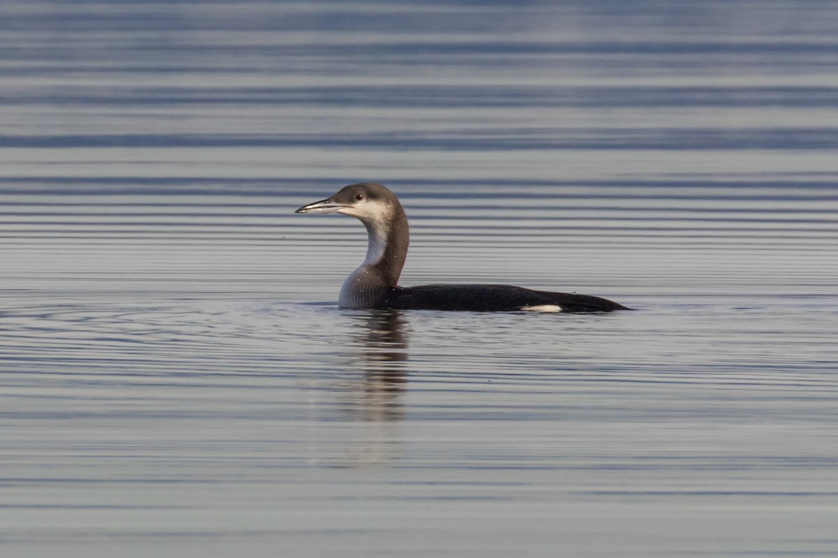 potáplice severní - ML645168752