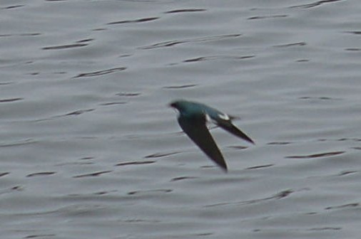 Tree Swallow - ML645168756