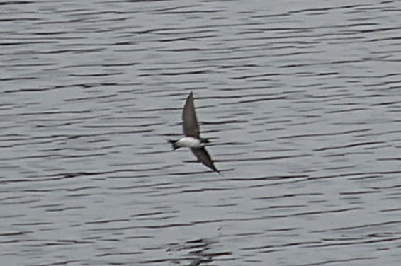 Tree Swallow - ML645168757