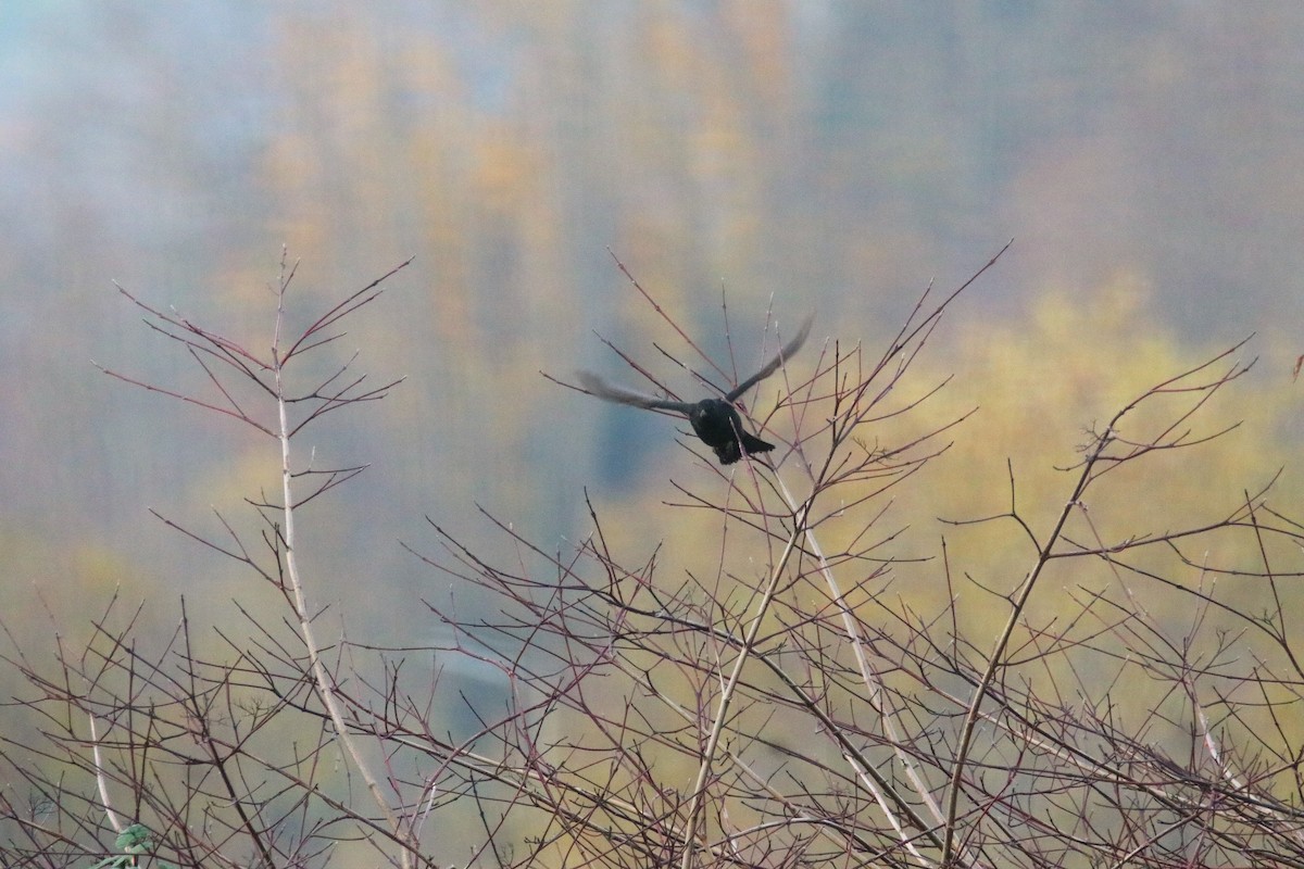 Eurasian Blackbird - ML645168759