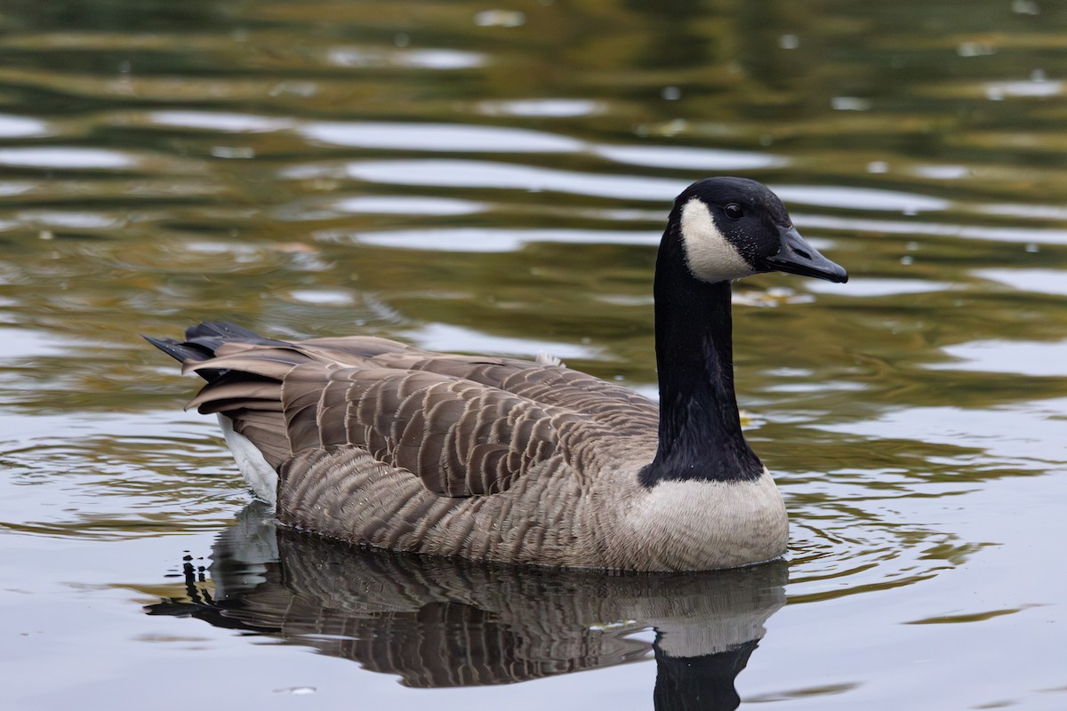 Canada Goose - ML645168761