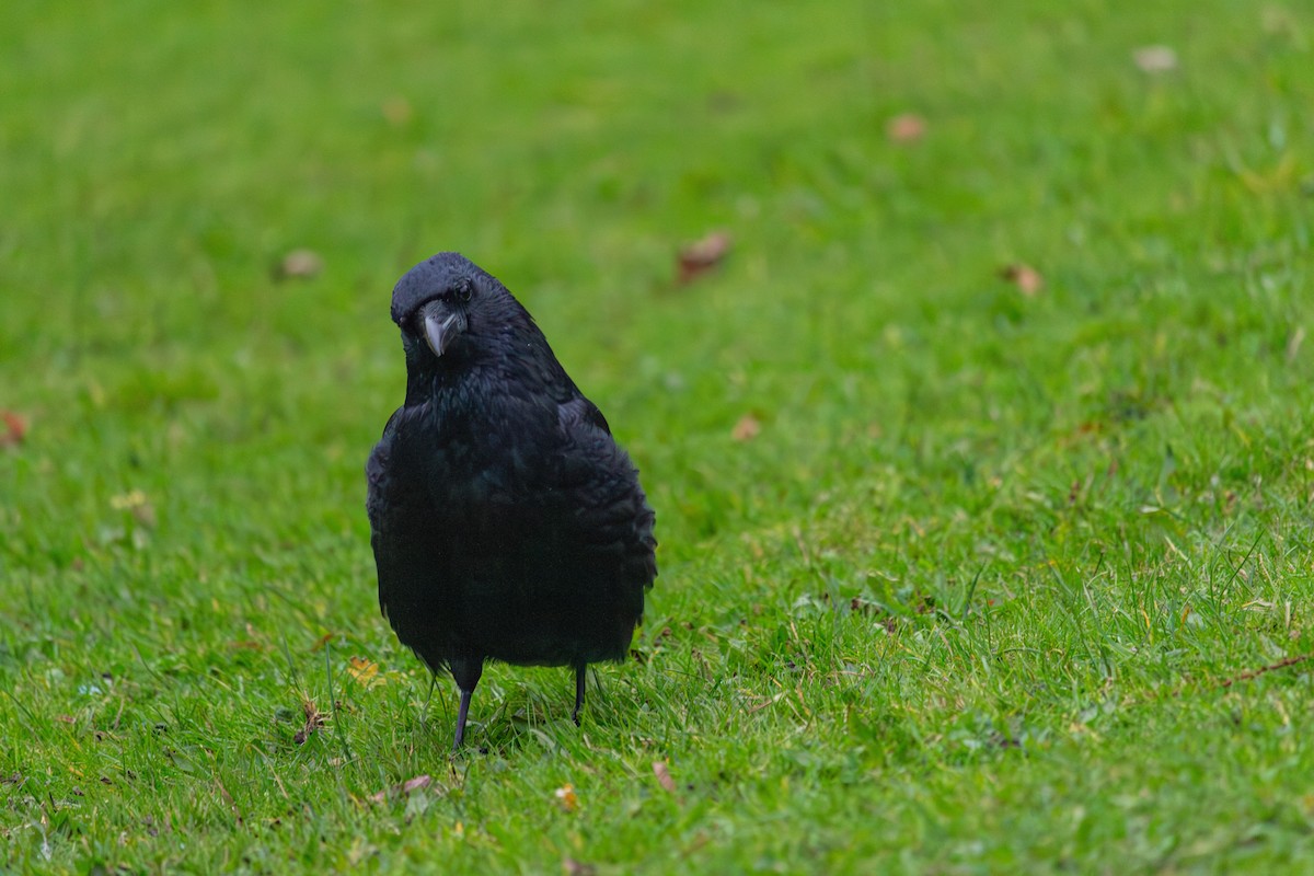 Carrion Crow - ML645168768