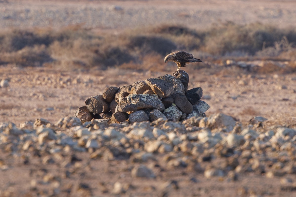 Common Buzzard (Canary Is.) - ML645168775