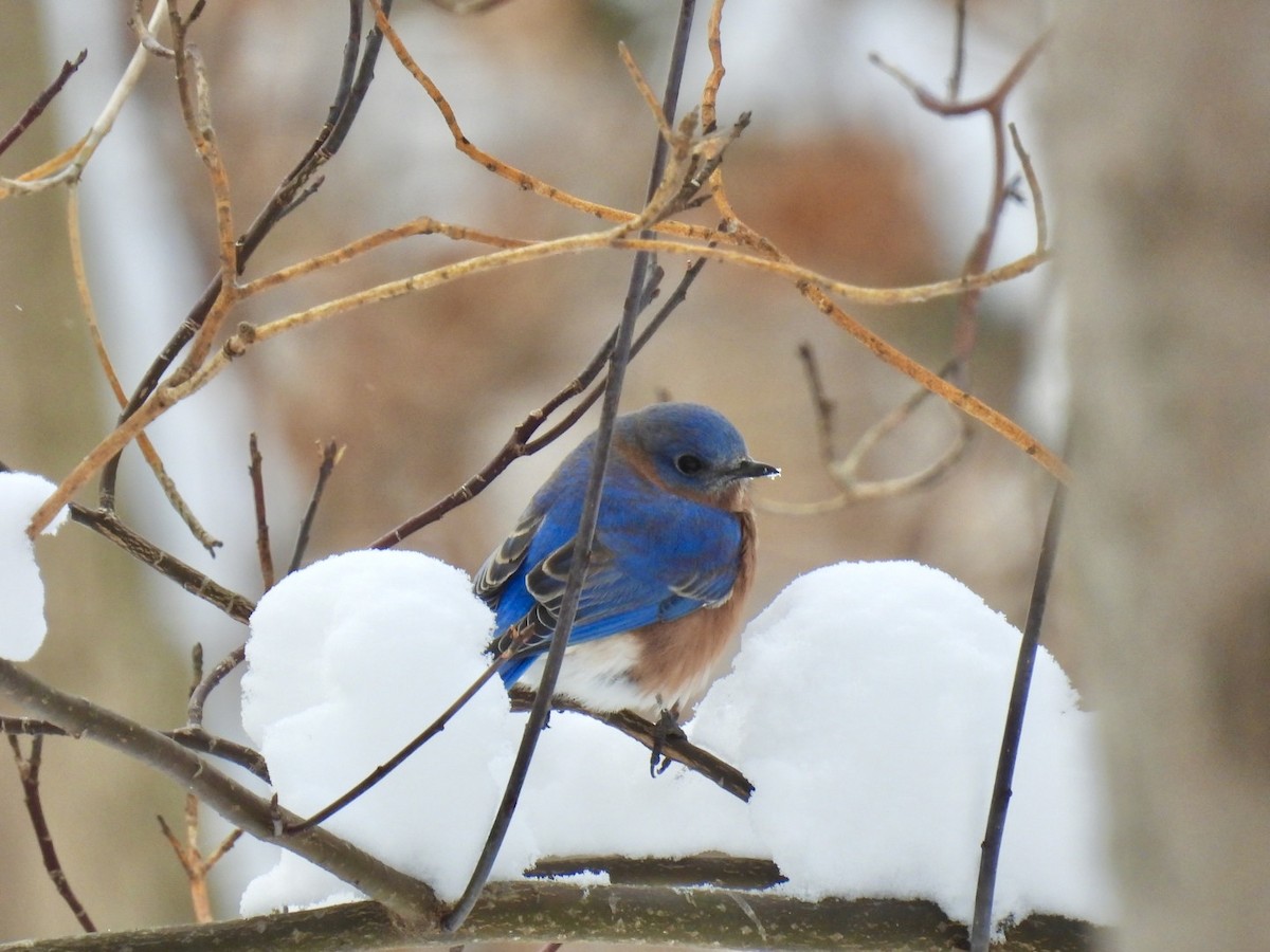 Eastern Bluebird - ML645168776