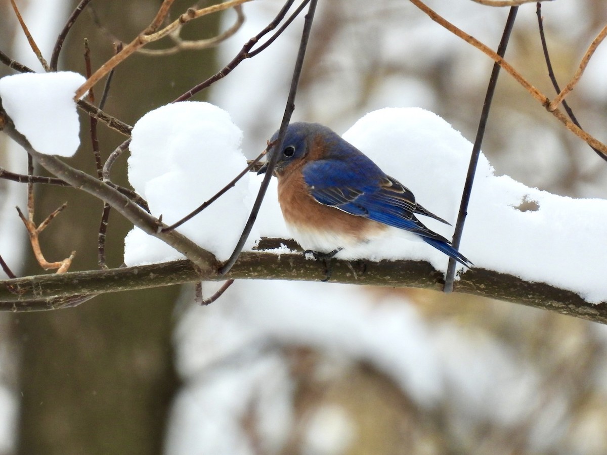 Eastern Bluebird - ML645168777
